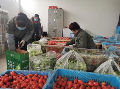 OTO新销路 桓台蔬菜合作社转变销售模式，网上销售农产品