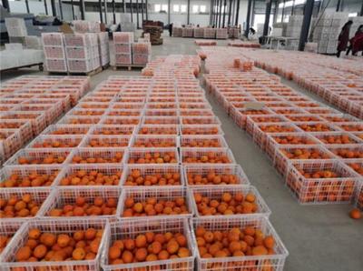 三峡柑橘5天网销1.5万吨 抱团出山，爱心援“疫”