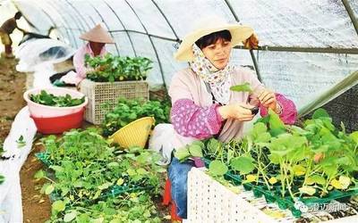 澄迈电商赋能农业新篇章 农产品“未摘先售”模式引领产销革命