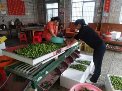 数字赋能产业新篇 茶山镇流通协会党支部以电商渠道拓宽三华李销路，精准助力果农增收致富