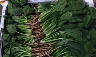 绿色供应链赋能现代餐饮 无污染食材配送与线上销售新模式